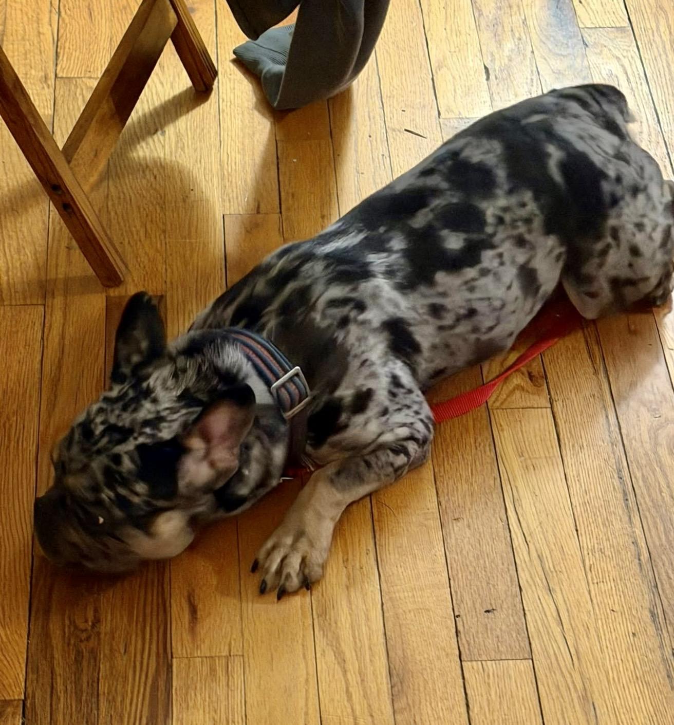 Enlarge Cosmo!!!, a ADOPTABLE French Bulldog in Manalapan, NJ image 5/6