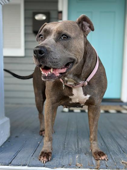 Lizzy, Adoptable, Adult Female Mixed Breed & Mixed Breed.