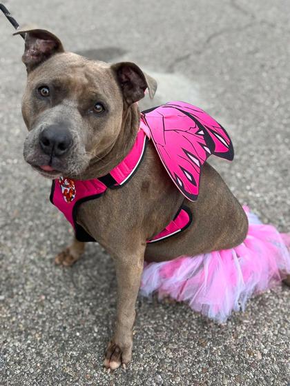 Enlarge Lizzy, a Adoptable Mixed Breed in Cincinnati, OH image 2/3