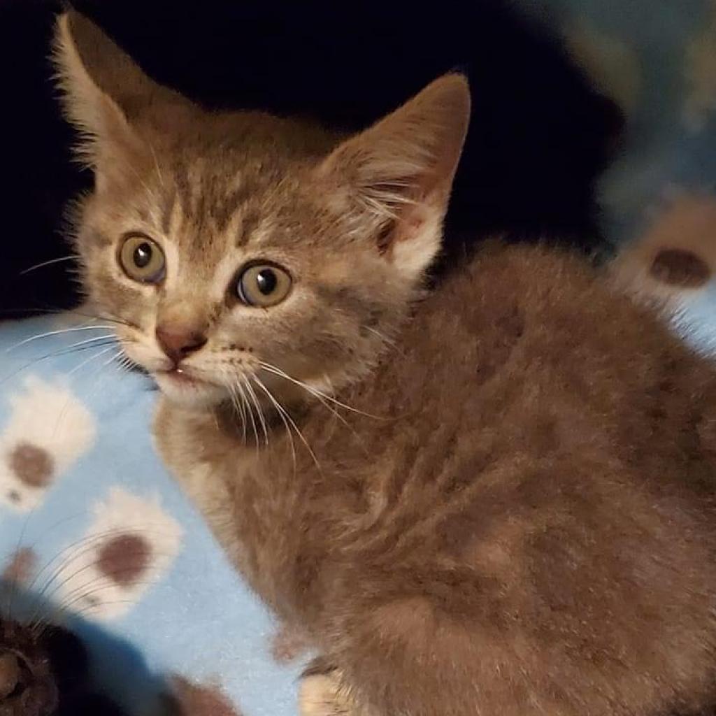 Cardigan, Adoptable, Adult Male Domestic Short Hair.
