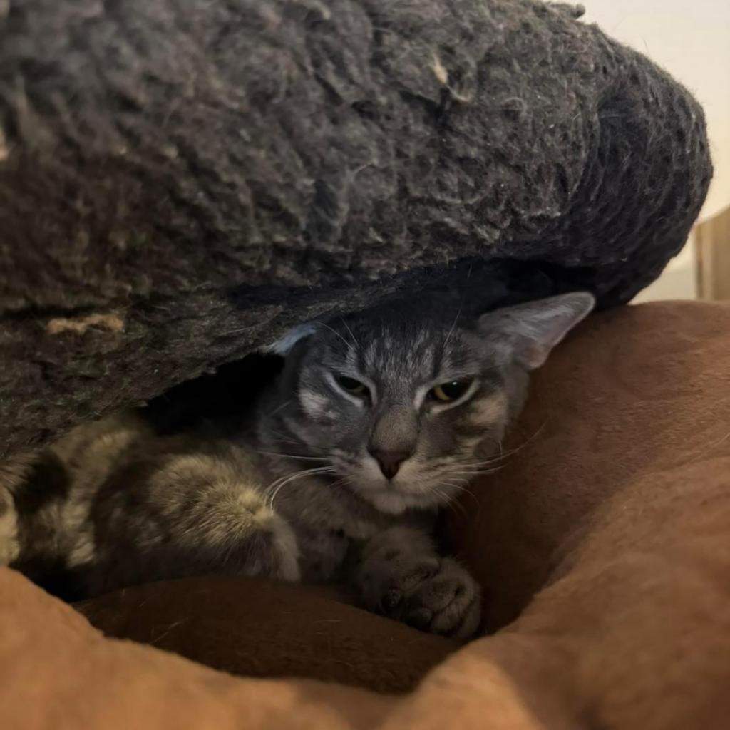 Enlarge Cardigan, a Adoptable Domestic Short Hair in Hanna City, IL image 2/3