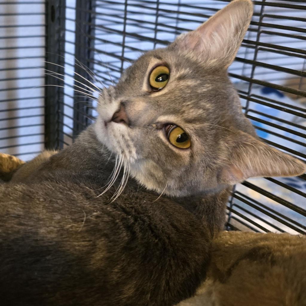 Enlarge Cardigan, a Adoptable Domestic Short Hair in Hanna City, IL image 3/3