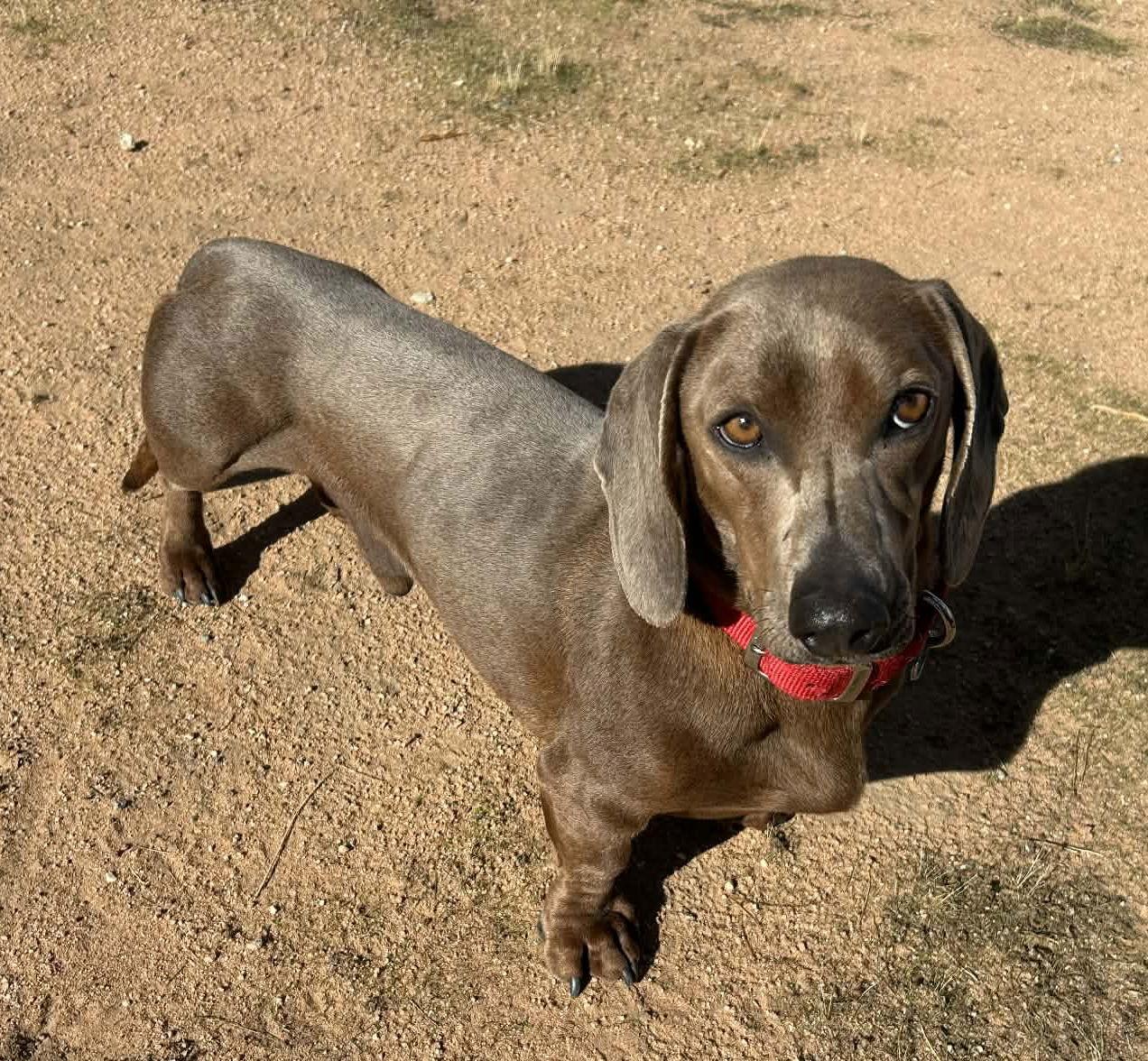 Wally, Adoptable, Young Male Dachshund.