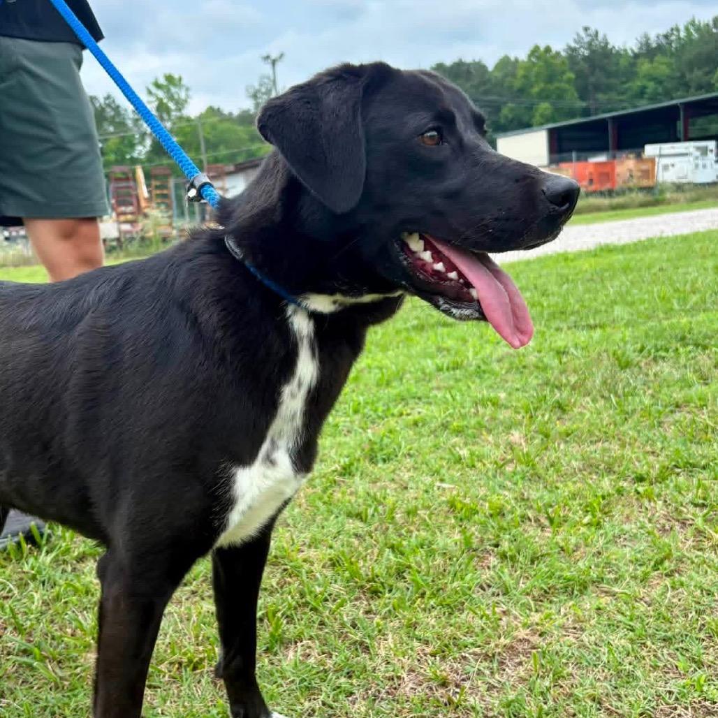 Enlarge Sokka, a Adoptable Mixed Breed in Windsor, VA image 1/4