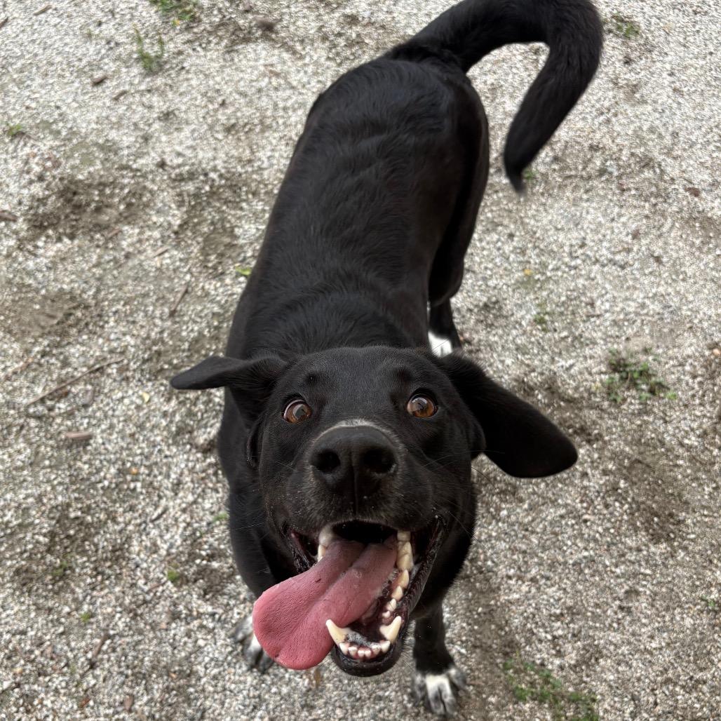 Enlarge Sokka, a Adoptable Mixed Breed in Windsor, VA image 2/4