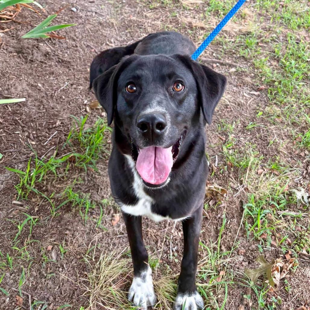 Enlarge Sokka, a Adoptable Mixed Breed in Windsor, VA image 3/4