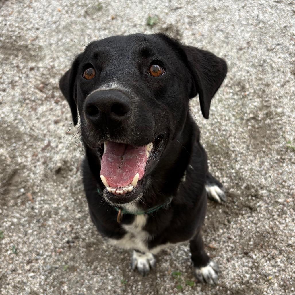 Enlarge Sokka, a Adoptable Mixed Breed in Windsor, VA image 4/4