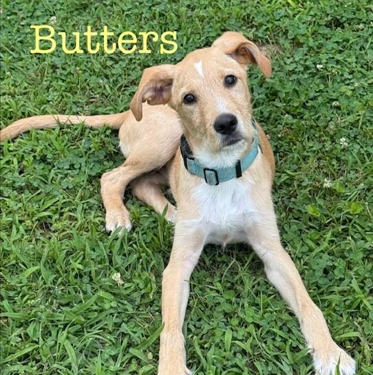 Butters, Adoptable, Puppy Male Labradoodle.