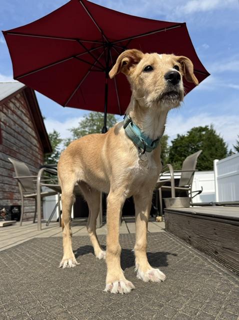 Butters, a Adoptable mixed breed in Albany, NY image 2/6