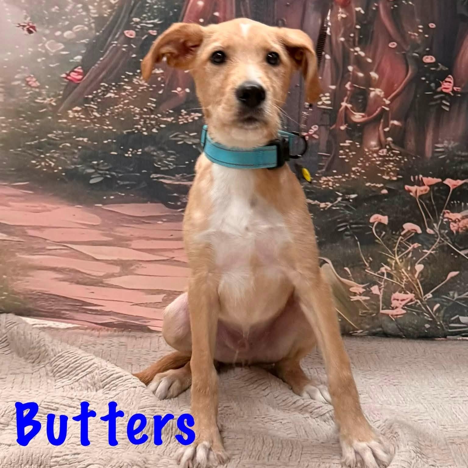 Butters, a Adoptable mixed breed in Albany, NY image 6/6