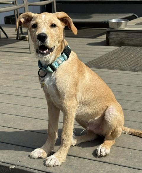 Butters, a Adoptable mixed breed in Albany, NY image 5/6