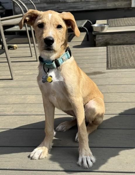 Butters, a Adoptable mixed breed in Albany, NY image 4/6