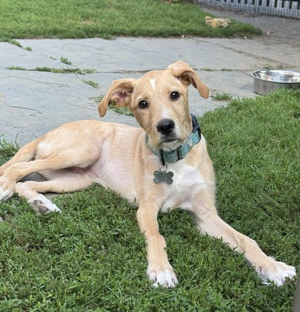 Butters, a Adoptable mixed breed in Albany, NY image 3/6