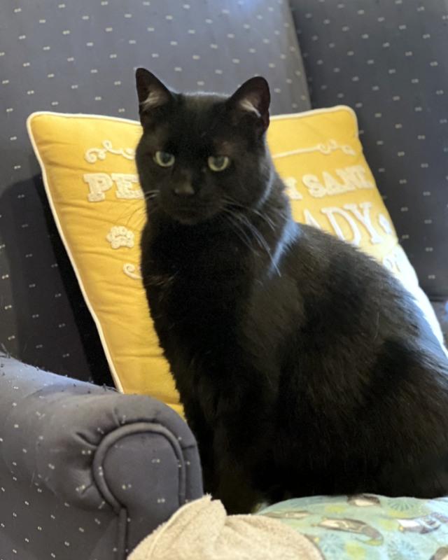 Nox, Adoptable, Senior Male Domestic Short Hair & Tabby.