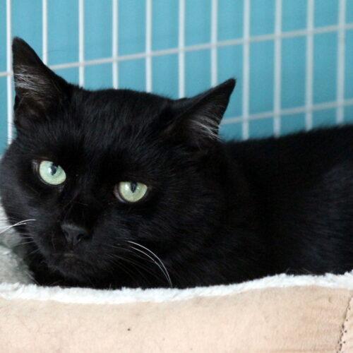 Nox, Adoptable, Senior Male Domestic Short Hair & Tabby.
