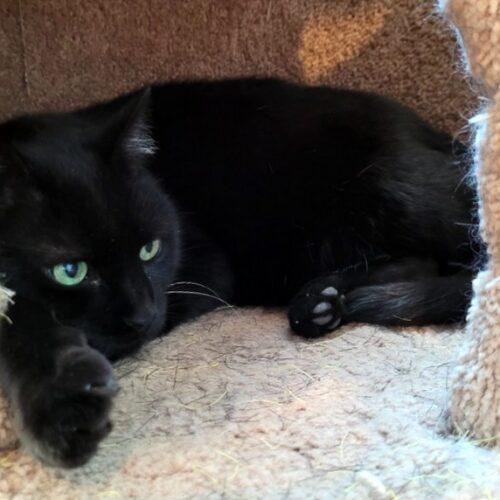 Nox, Adoptable, Senior Male Domestic Short Hair & Tabby.