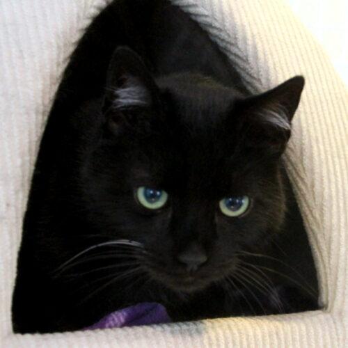 Enlarge Nox, a Adoptable mixed breed in Gaithersburg, MD image 3/5