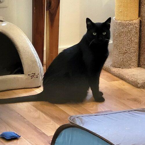 Enlarge Nox, a Adoptable mixed breed in Gaithersburg, MD image 4/5