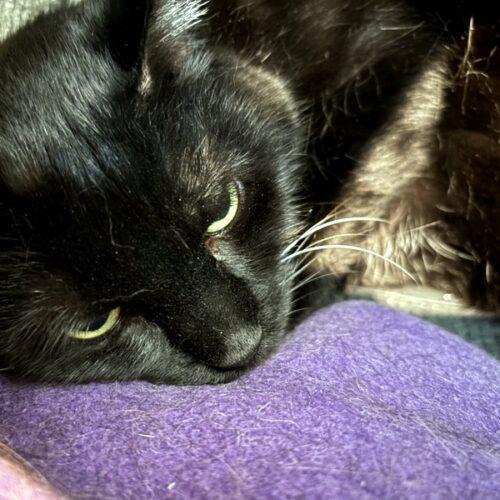 Nox, Adoptable, Senior Male Domestic Short Hair & Tabby.