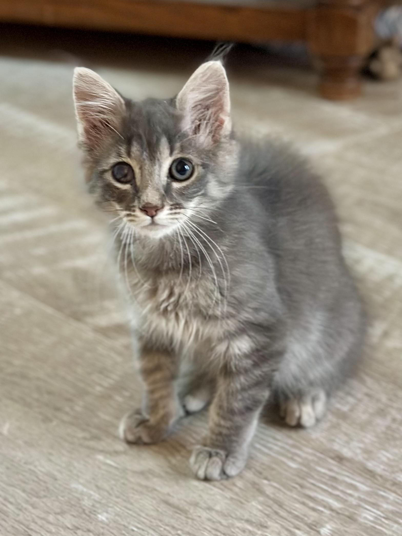 Enlarge Hawkeye, a ADOPTABLE Domestic Long Hair in Suffolk, VA image 3/4