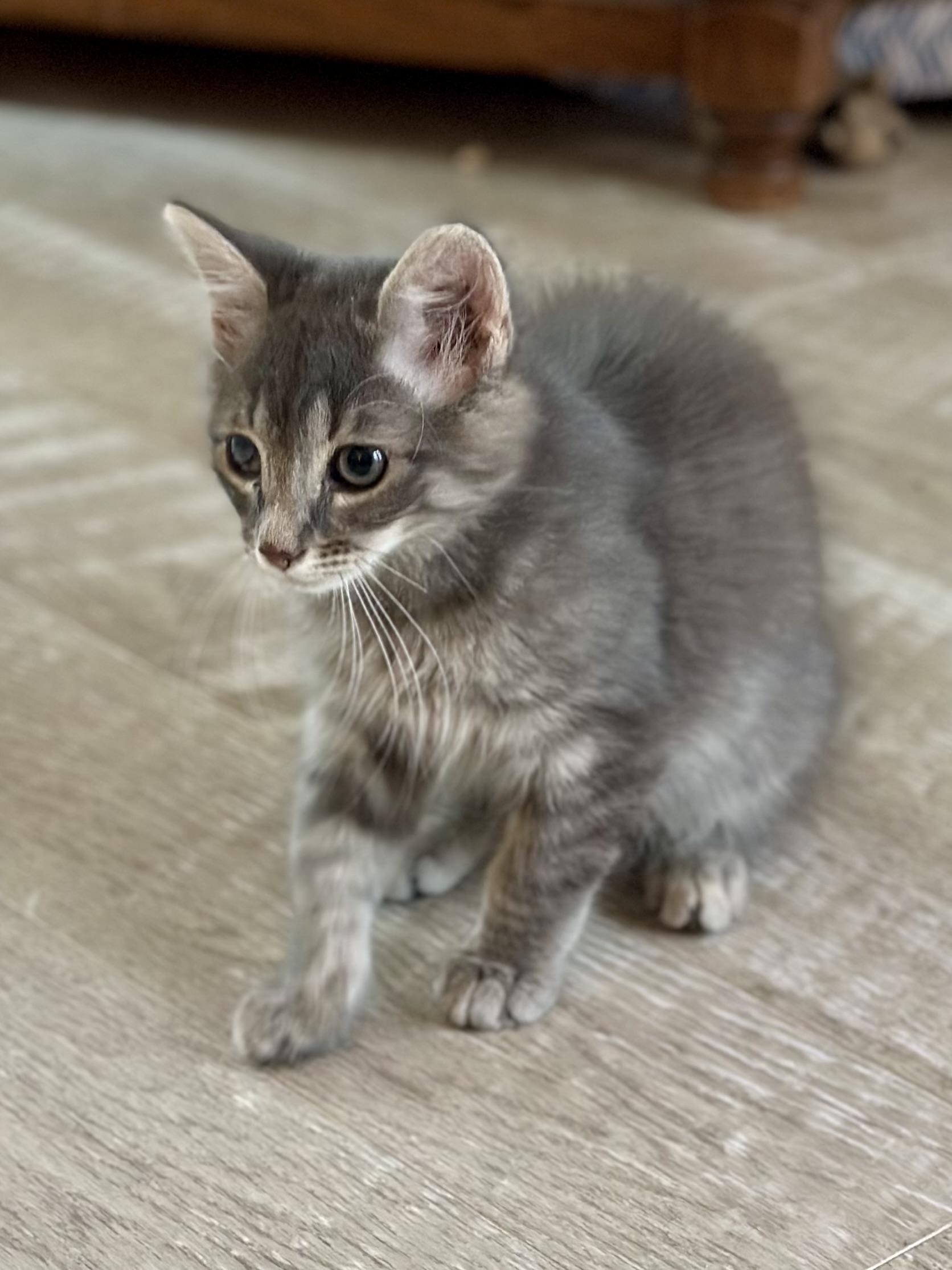 Enlarge Hawkeye, a ADOPTABLE Domestic Long Hair in Suffolk, VA image 2/4