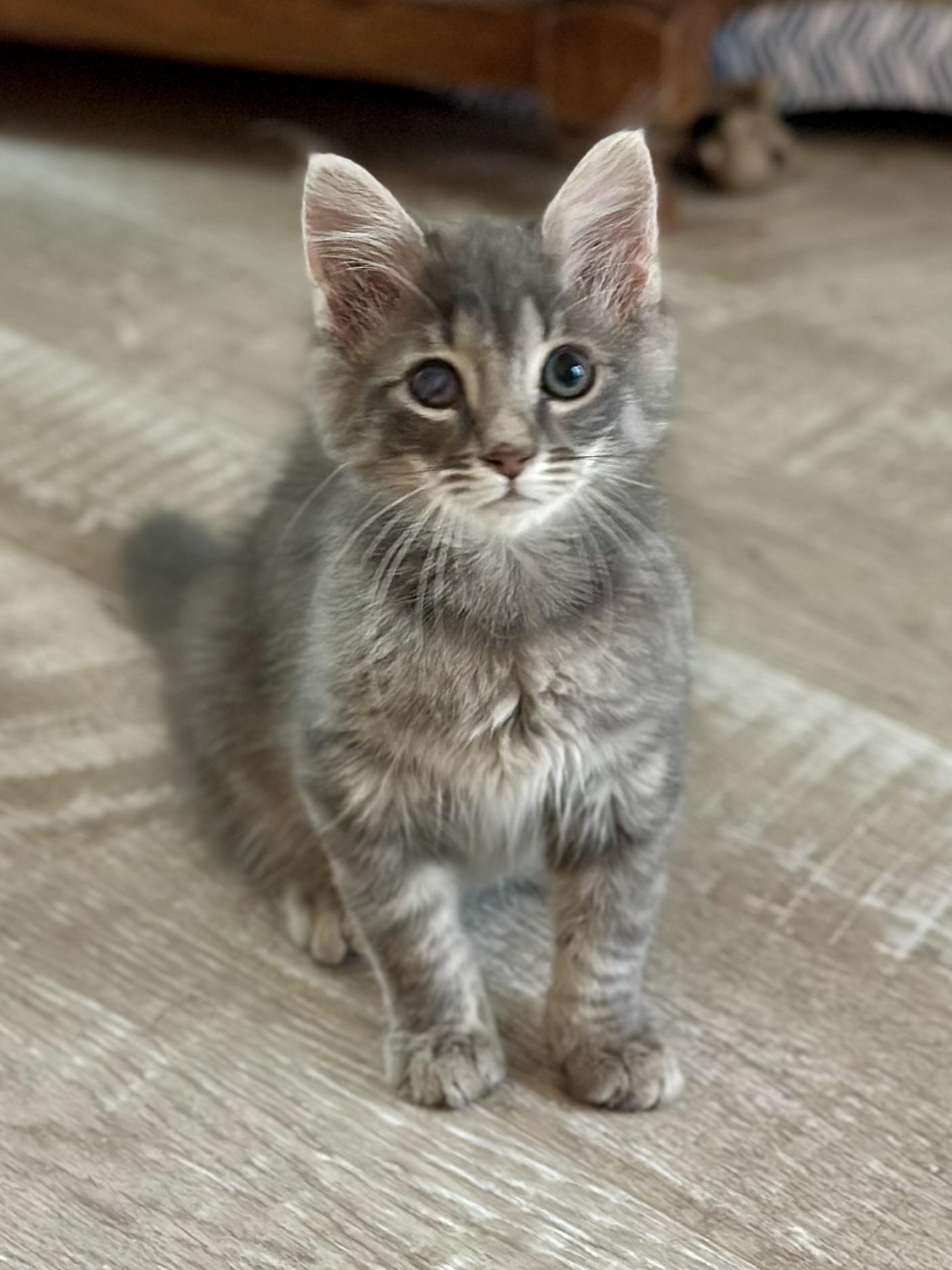 Hawkeye, ADOPTABLE, Kitten Male Domestic Long Hair.