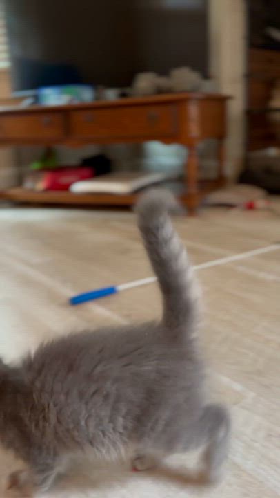 Enlarge Hawkeye, a ADOPTABLE Domestic Long Hair in Suffolk, VA video 4/4