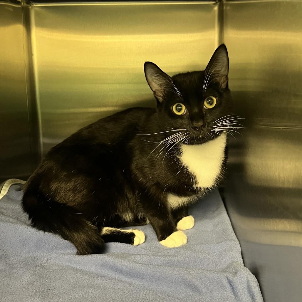 Enlarge Stray 1/14/26 A64498 "Purrdro Pascal", a Adoptable Domestic Short Hair in Keizer, OR image 1/1