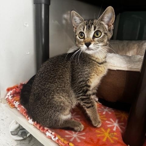 Enlarge Chai, Cortado and Latte, a ADOPTABLE Domestic Short Hair in Hutchinson, MN image 2/6