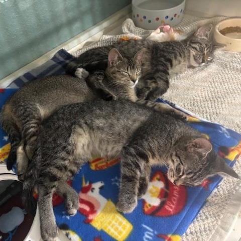 Enlarge Chai, Cortado and Latte, a ADOPTABLE Domestic Short Hair in Hutchinson, MN image 1/6