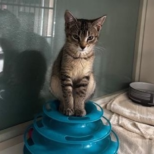 Enlarge Chai, Cortado and Latte, a ADOPTABLE Domestic Short Hair in Hutchinson, MN image 4/6