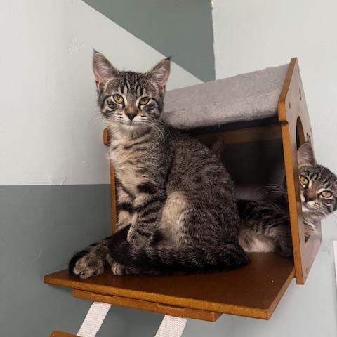 Enlarge Chai, Cortado and Latte, a ADOPTABLE Domestic Short Hair in Hutchinson, MN image 3/6