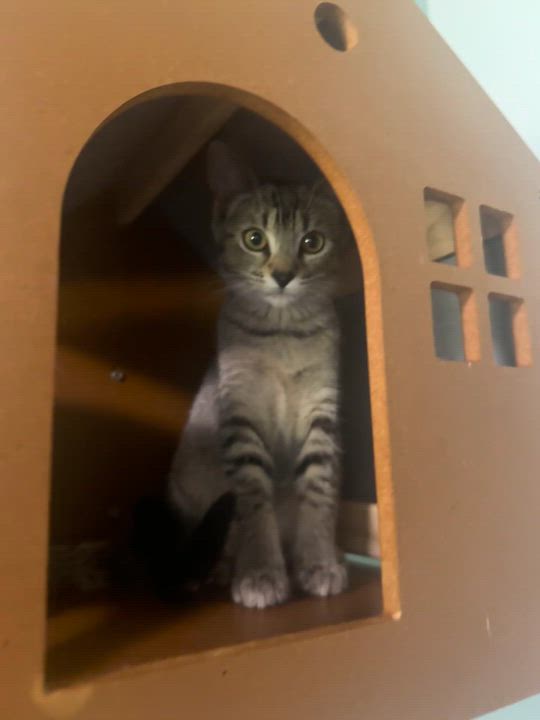 Enlarge Chai, Cortado and Latte, a ADOPTABLE Domestic Short Hair in Hutchinson, MN video 6/6