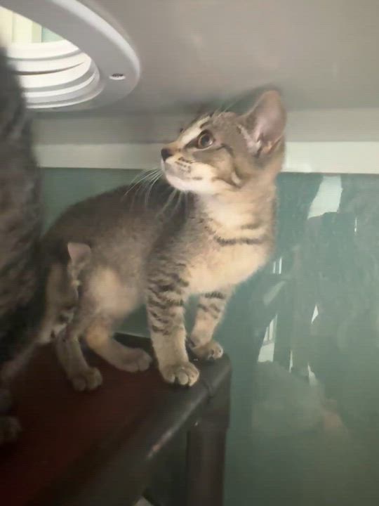 Enlarge Chai, Cortado and Latte, a ADOPTABLE Domestic Short Hair in Hutchinson, MN video 5/6