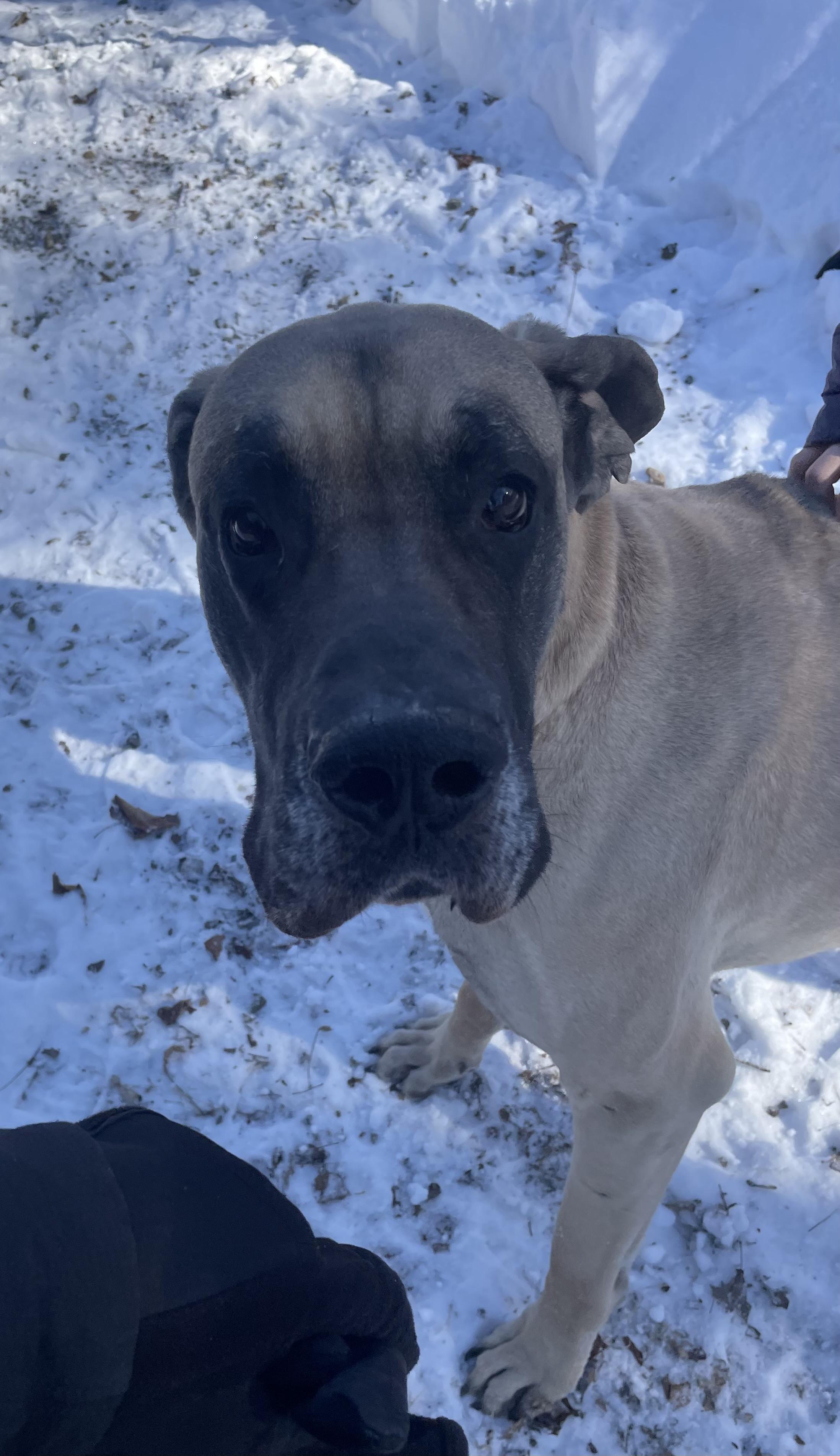 Kodiak, ADOPTABLE, Adult Male Great Dane.