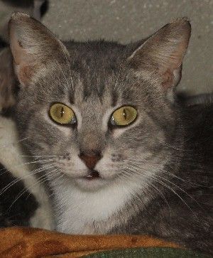 Kitty, Adoptable, Adult Female Tabby.