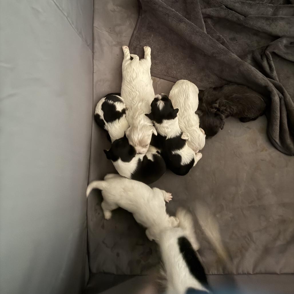 Bohm, Adoptable, Puppy Male Jack Russell Terrier & Mixed Breed.