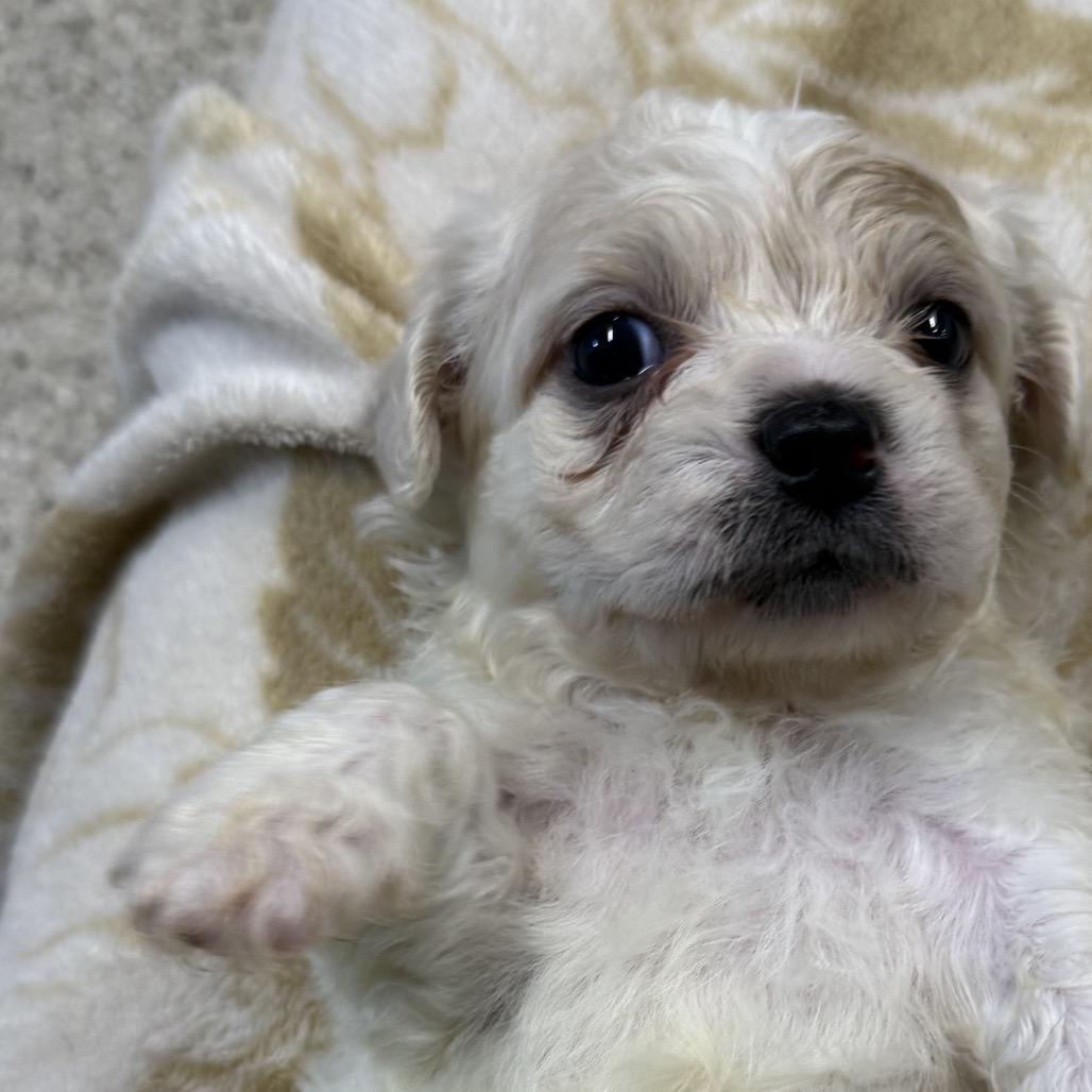 Bohm, a Adoptable mixed breed in West Chester, PA image 2/4