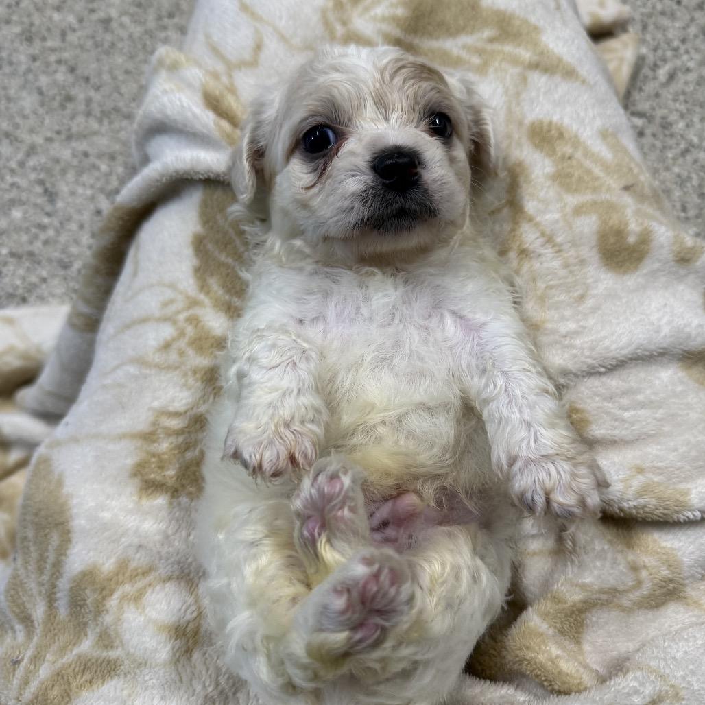 Bohm, a Adoptable mixed breed in West Chester, PA image 4/4