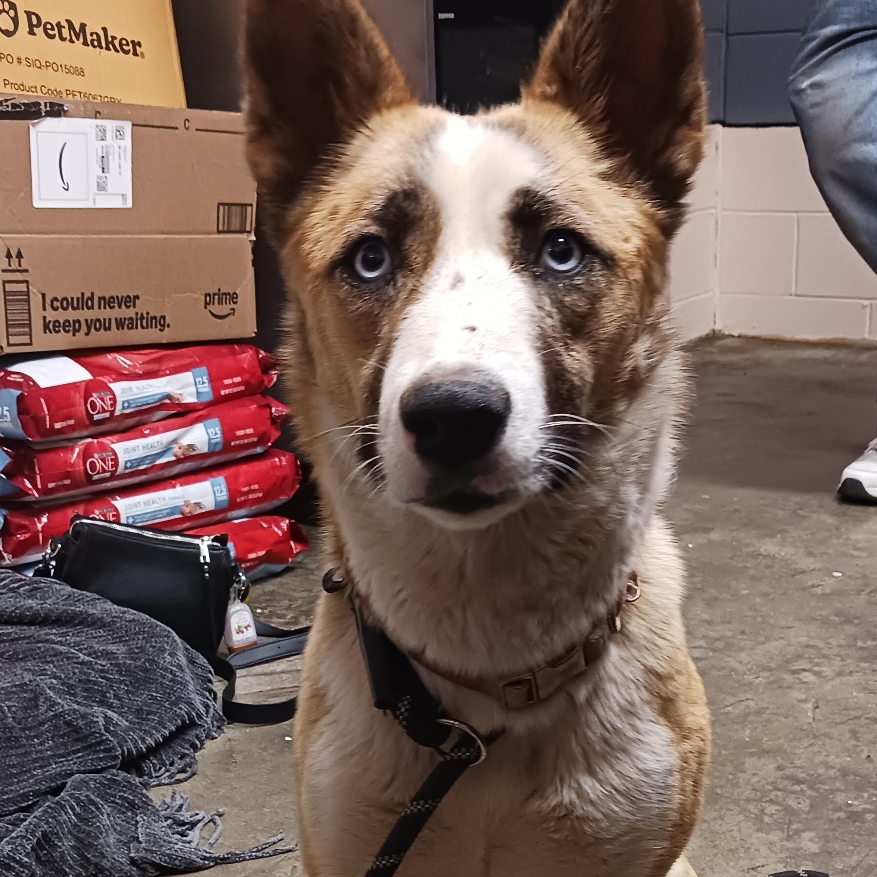 Lady, a ADOPTABLE Cattle Dog in Saint Marys, WV image 6/6
