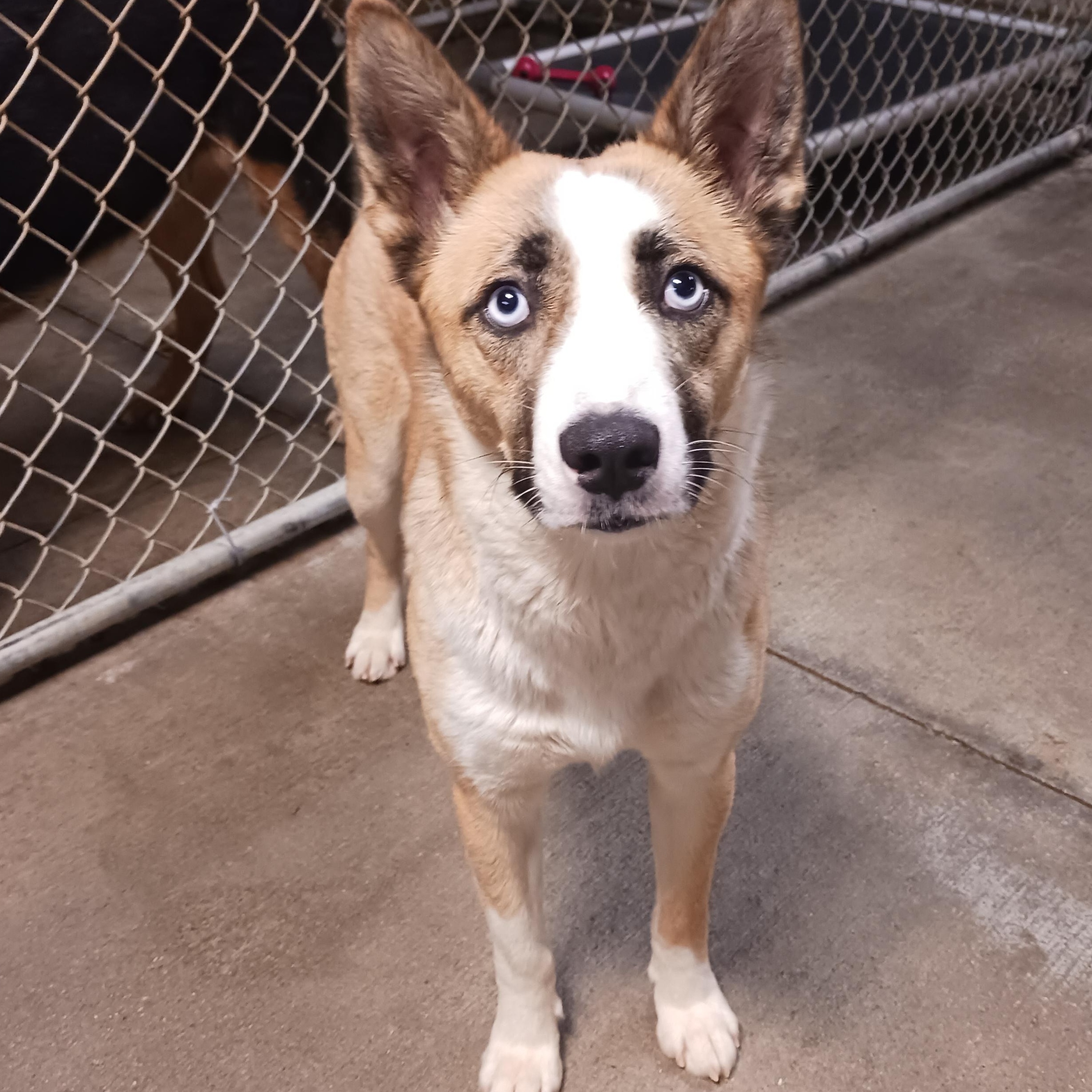 Lady, a ADOPTABLE Cattle Dog in Saint Marys, WV image 5/6