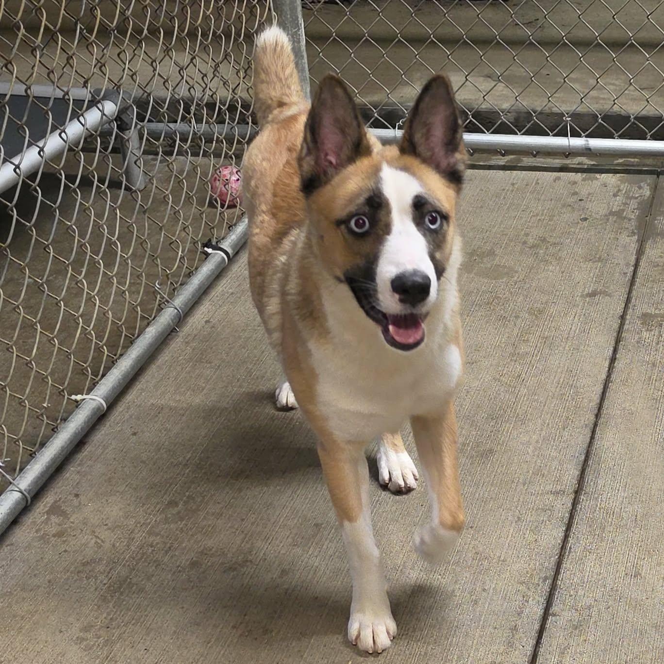 Lady, ADOPTABLE, Young Female Cattle Dog.