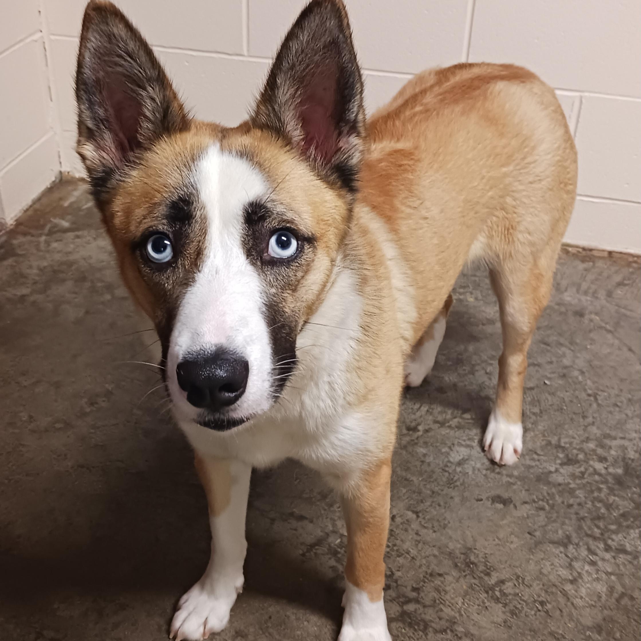 Lady, a ADOPTABLE Cattle Dog in Saint Marys, WV image 4/6