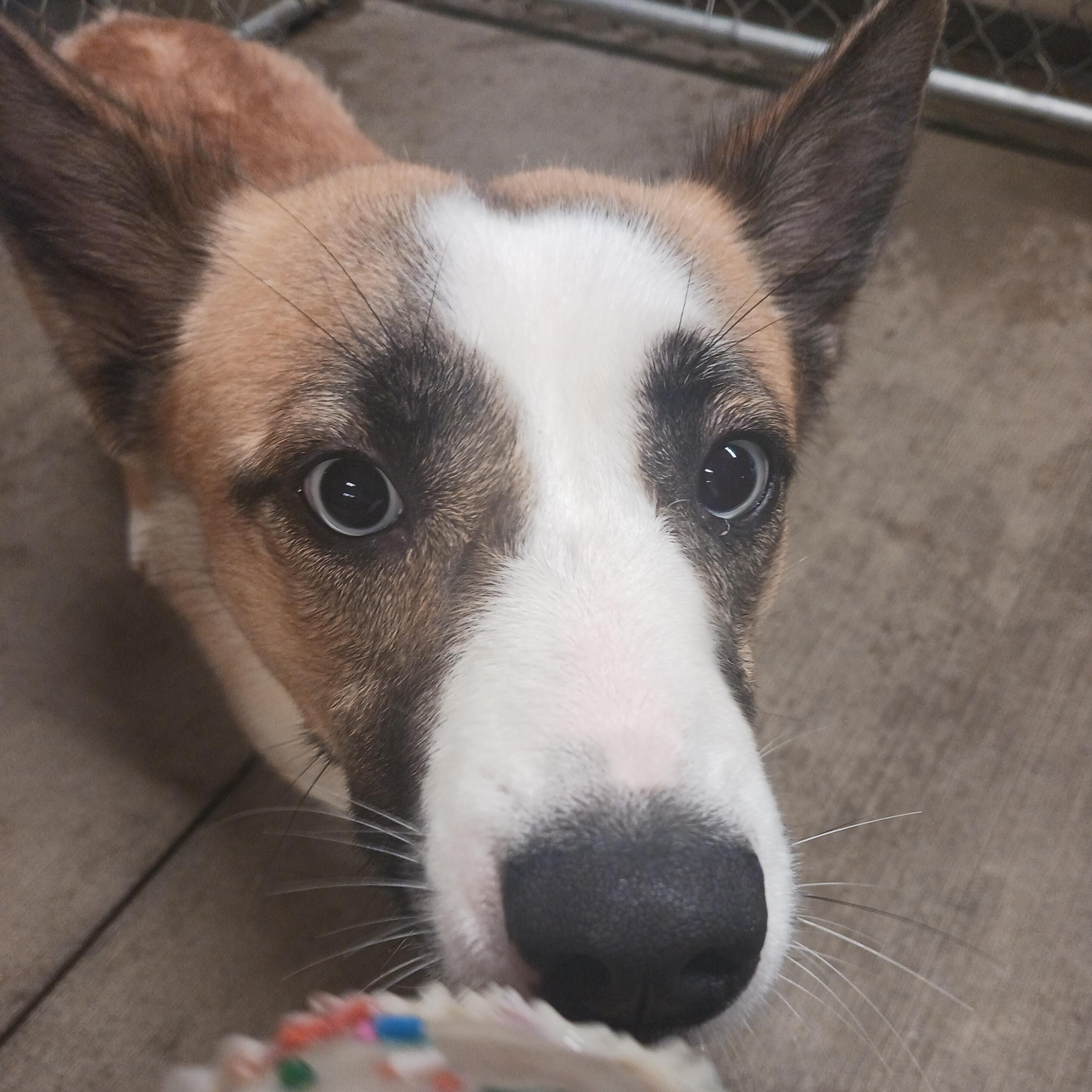 Lady, a ADOPTABLE Cattle Dog in Saint Marys, WV image 2/6
