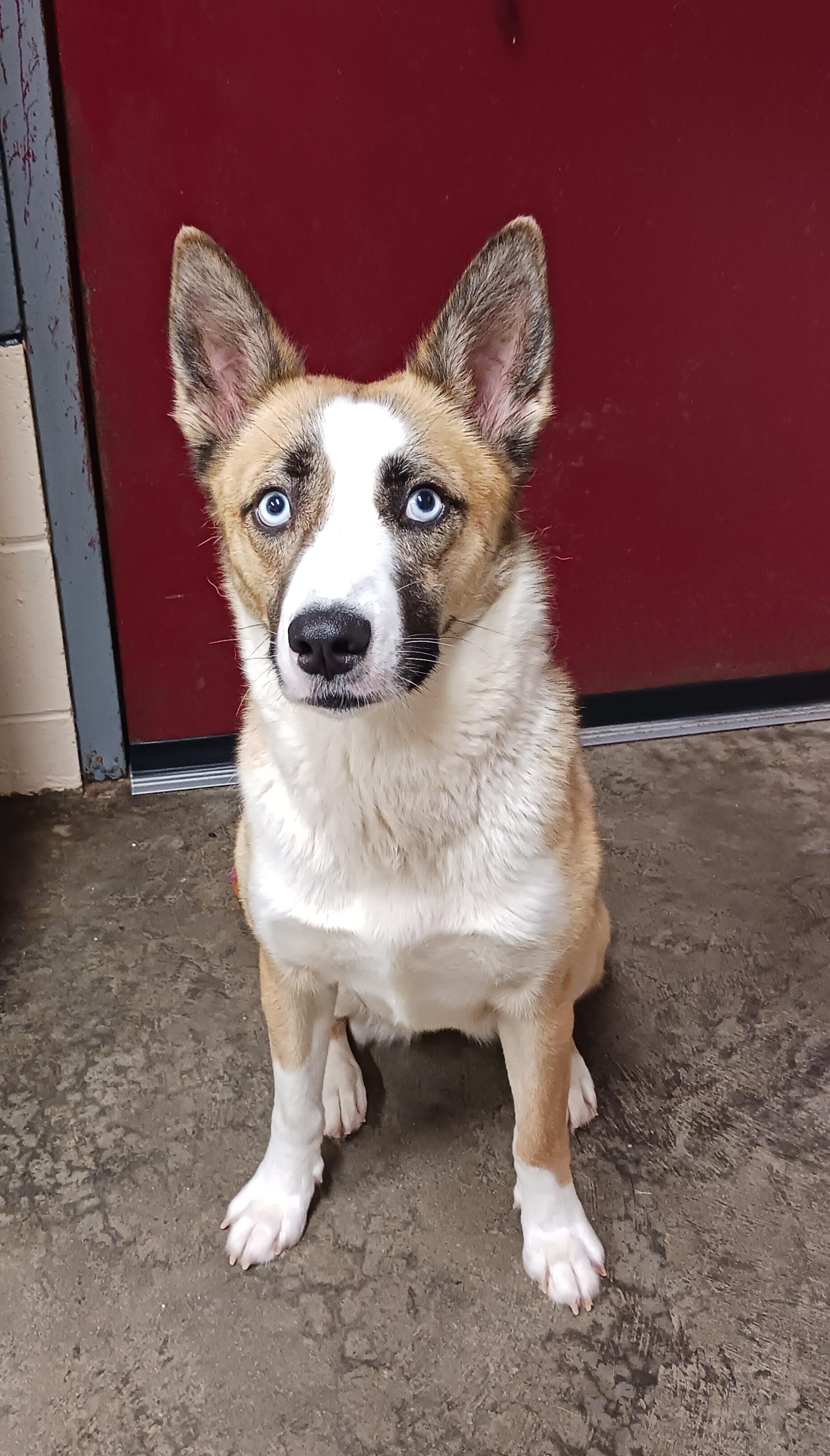 Lady, a ADOPTABLE Cattle Dog in Saint Marys, WV image 3/6