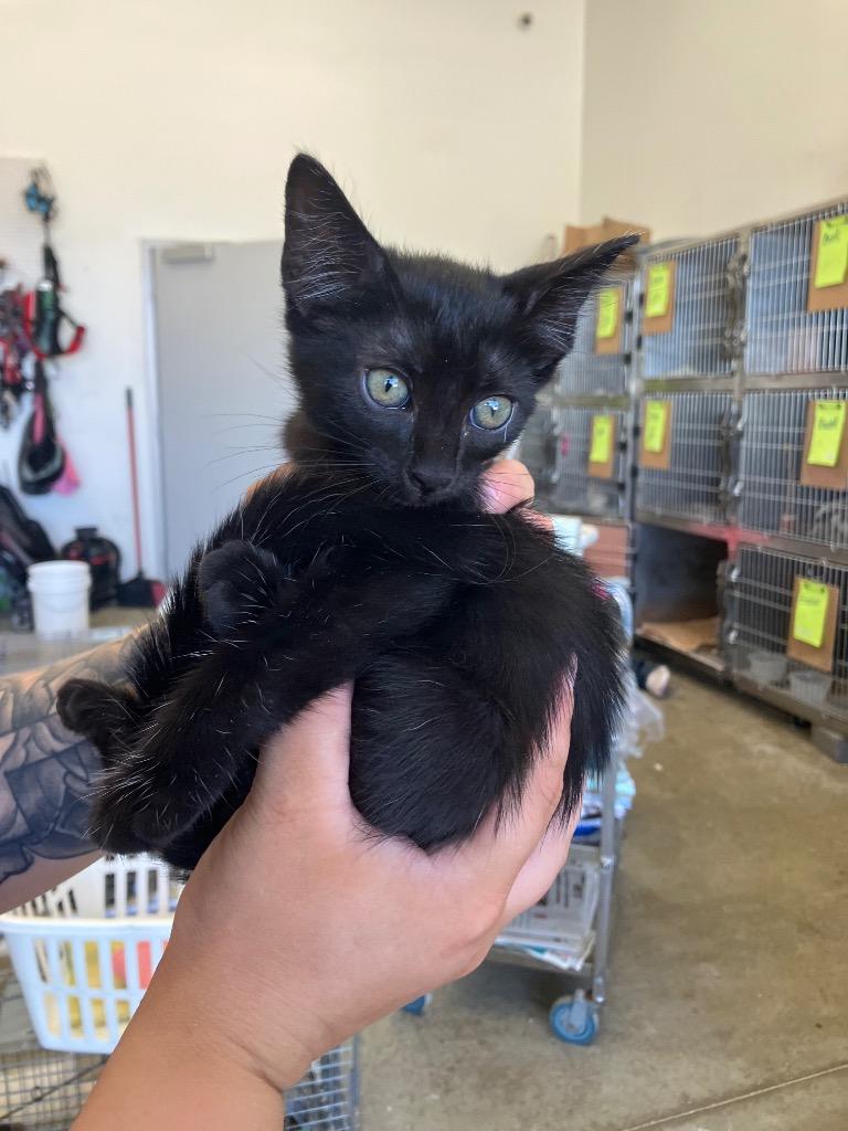 Barrell, Adoptable, Young Female Domestic Short Hair.