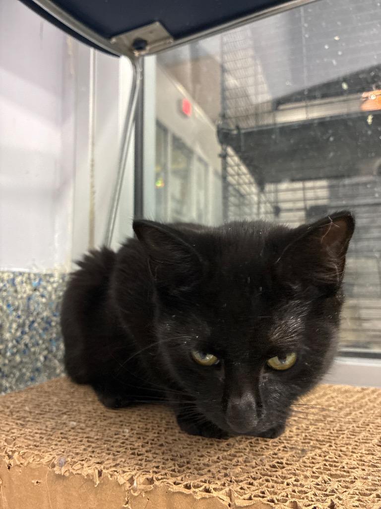 Enlarge Barrell, a Adoptable mixed breed in Angola, IN image 2/2