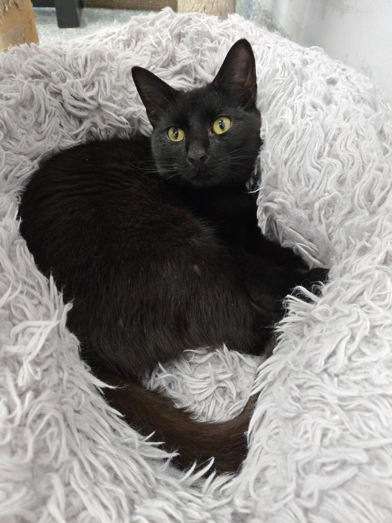 Enlarge Barrell, a Adoptable mixed breed in Angola, IN image 2/4