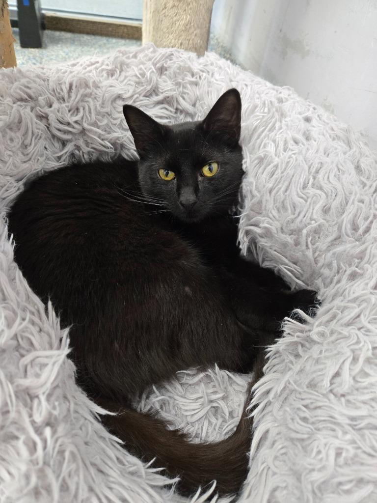 Enlarge Barrell, a Adoptable mixed breed in Angola, IN image 4/4