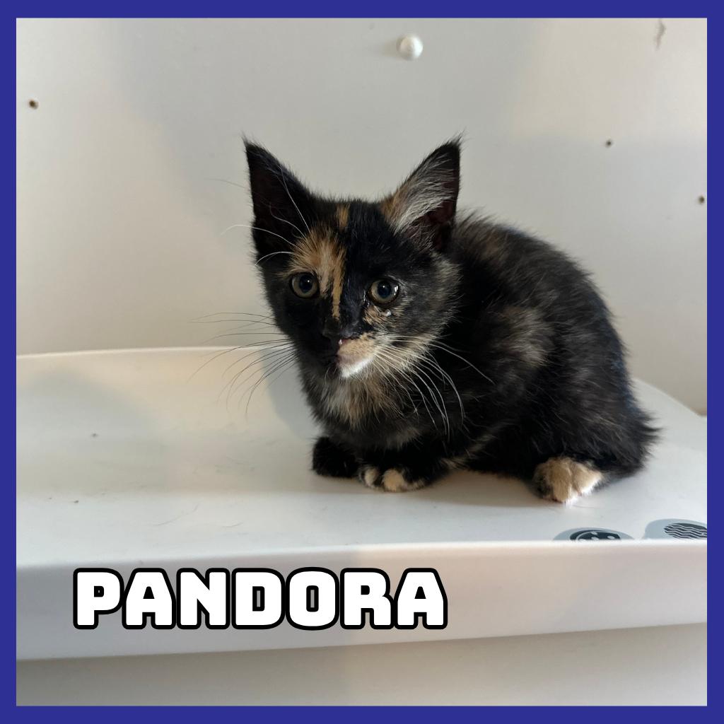 Pandora, Adoptable, Kitten Female Domestic Short Hair.